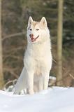 SIBERIAN HUSKY 175